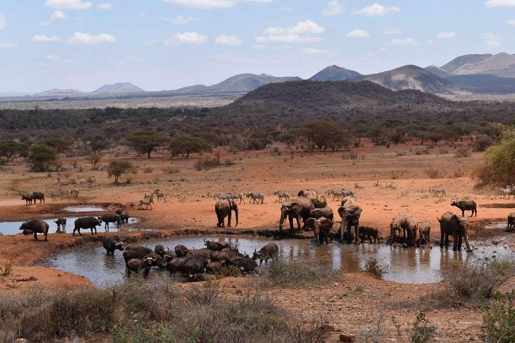 Kilaguni Serena Safari Lodge Tsavo Facilidades foto