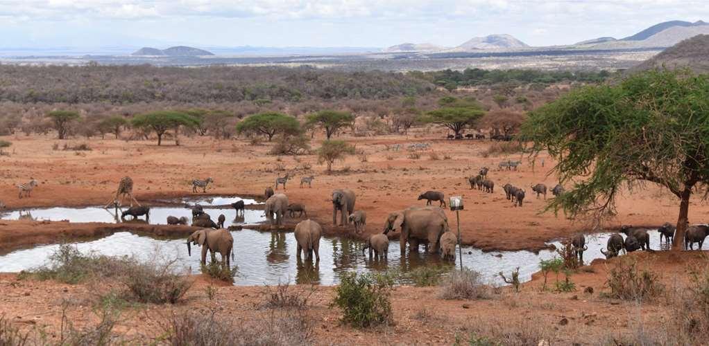 Kilaguni Serena Safari Lodge Tsavo Facilidades foto